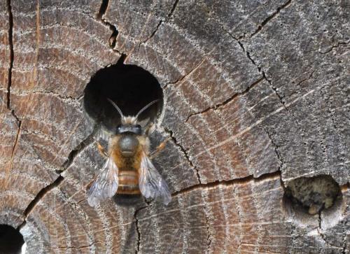 Réf. 180 504 : Osmia bicornis